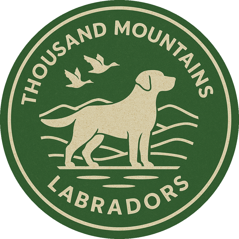 Thousand Mountains Labradors